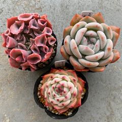 なお様専用＊多肉植物 エケベリア トランペットピンキー 他 3点セット