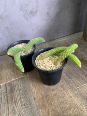 サボテン　キャットテール　ヒルデウィンテラ　カラデモノニス　ヒモサボテン　猫の尻尾　猿の尻尾