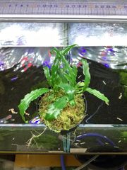 スキスマトグロッティス グイ　 Schismatoglottis gui  West Kalimantan