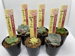 おらいさん ミックスベリア 札無し - メルカリ