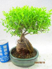 小品盆栽 八房シモツケ 石付 色釉楕円鉢 全高：23～27㎝ 画像参考品 ゆうパック発送
