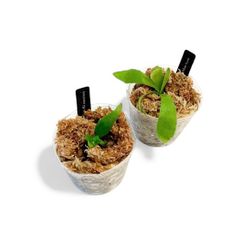 【特価！】胞子培養株|  ホワイトホーク &メラメラ  | 子株セット