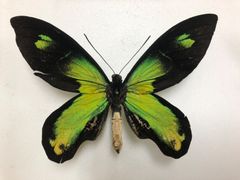 蝶の標本★難あり‼︎ラノンガ島産ビクトリアトリバネアゲハ♂No.2