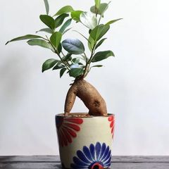 鉢植え　沖縄やちむん　新品未使用 Amazon.co.jp: 沖縄 やちむん ミニ 植木鉢 : DIY・工具・ガーデン