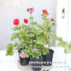 値下げセール 鉢花 ラナンキュラス ラックス ディオニュソス