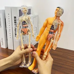 30個入り 人体解剖模型セット - 取り外し可能な骨格と完全な胴体 - 10代の若者向けの教育的なSTEMキット - 取り外し可能な臓器を備えた医療
