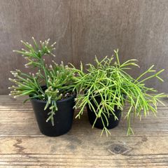リプサリス　2個セット③ 現品 プリスマティカ  カスッサ Rhipsalis teres f. prismatica 　Rhipsalis cassutha  糸葦 イトアシ 森林サボテン ジャングルサボテン 観葉植物  多肉植物 多肉 ハンギング グリーン