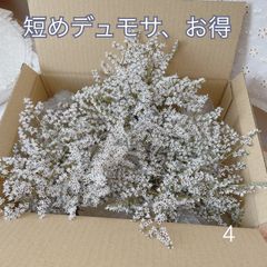 短めデュモサ ドライフラワー 花材 お花アレンジ ドライフラワーアレンジ