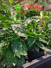 超希少❗️交配種❗️チランジア メアリーZ チアペンシス×ローランド