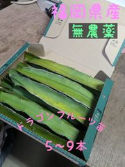 福岡県産　ドラゴンフルーツ苗　赤肉種カット苗　8本〜15本入り