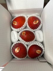 沖縄県産マンゴー 5玉 1.4〜1.6kg