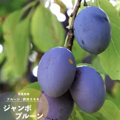 2025年最新】すもも 苗木の人気アイテム - メルカリ