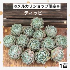 1苗 ❁ティッピー❁ カット苗 寄せ植え 多肉植物