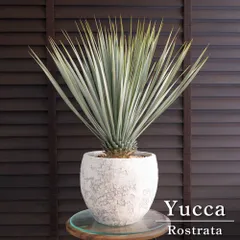 ①ユッカ　ロストラータ　8号　鉢のまま　メルカリ便で発送　ドライガーデン ユッカ ロストラータ Rostrata 8号 陶器鉢 株立ち 観葉植物 細葉