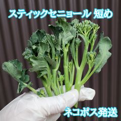 短めスティックセニョール ネコポス