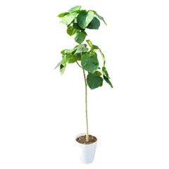 2024年最新】植物 鉢 アートストーンの人気アイテム - メルカリ