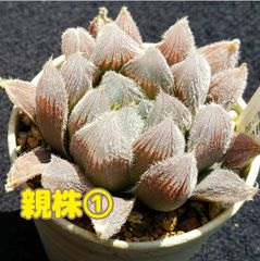 種子２０粒 ハオルチア ベヌスタ 多肉植物