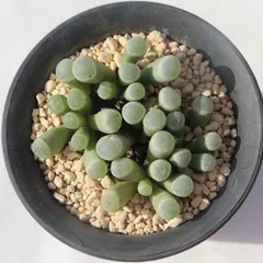 ✨New!!✨ 韓国苗 多肉植物 【五十鈴玉3苗】 10/3発送分 ✨New!!✨ 韓国苗 多肉植物 【五十鈴玉3苗】 10/3発送分