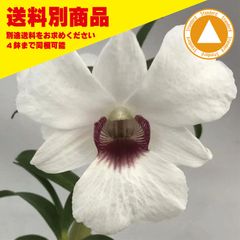 洋蘭 Den Snow Festival