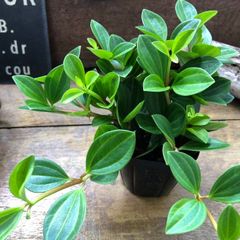 パリジェンヌ♡植物販売 パリジェンヌ - メルカリShops