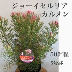 ジョーイセルリア　① カルメン苗・苗木　5号鉢　★メルカリ発送　★ドライフラワーにもなります！