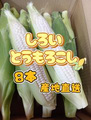 新鮮野菜 白いとうもろこし 秀品8本 クール便