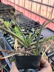 【希少原種】Aloe vandermerwei バンデルメルウェイ　南アフリカ　ムプマランガ州　原産　原種アロエ