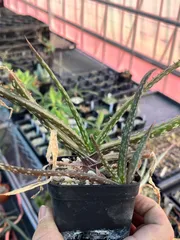 野生株 ヘクチア Hechtia mooreana Ziplote Canyon 【公式通販】