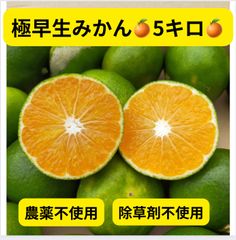 極早生みかん♪5キロ♪農薬不使用、除草剤不使用♪爽やかな甘みと酸味♪
