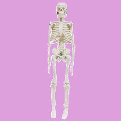 【特価セール】スタンド(45cm 骨格 人体 教材 台座付き) 骸骨 関節可動 直立型 全身 骨格標本 人体模型 taske sac