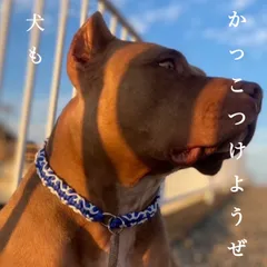 オリジナルネームチョーカー&ドッグタグ オーシャン