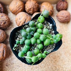 グリーンネックレス　多肉植物