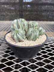 ☆極上品親株☆スーパーホリダ　ゼブラホリダ　ホリダ　幅12.4cm ユーフォルビア ホリダ 