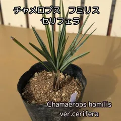 2025年最新】セリフェラの人気アイテム - メルカリ