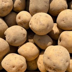 自然栽培 じゃがいも(さやか)(4kg)☆究極の自然農法☆無肥料・無農薬