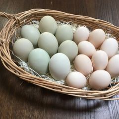 【クール便】アローカナ 平飼いたまご 24個　   烏骨鶏　平飼いたまご　24個