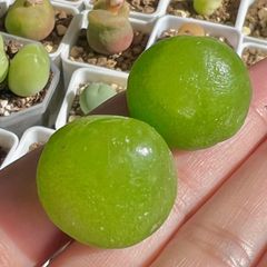 コノフィツム　2点ブルゲリ　2.3 cm ＋2.2cm 大苗 多肉植物 メルカリ便