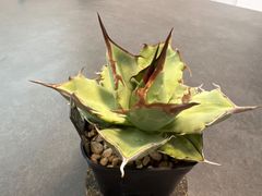 アガベ　ノーネーム中株
