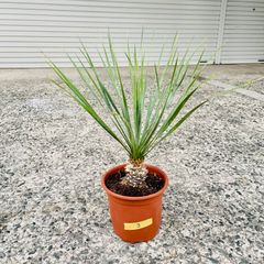 #3 ユッカ ロストラータ 5寸 発根済 銀緑葉 ドライガーデン