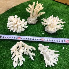 郵送送料無料 珊瑚 ミニ 置物 「布袋尊」 Z-7と本極太珊瑚置物 25cm