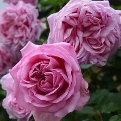 N*l様 1苗のみ　和バラ　挿し木苗　バラ苗 和バラ 和薔薇 挿し木 苗 ⑤ - メルカリ