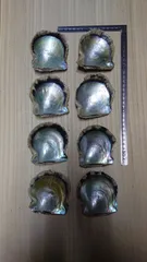 アコヤ貝 貝殻