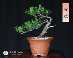 赤松 小品盆栽【泰寿園 Online】 現品 一点物 松 盆栽 五葉松 松柏 室内 鑑賞 趣味 卓上盆栽　盆栽鉢 グリーン 和 ギフト プレゼント 贈答品 ミニ盆栽 誕生日 母の日 父の日 敬老の日 記念日 お祝い 初心者 インテリア 黒松 観葉植物 6