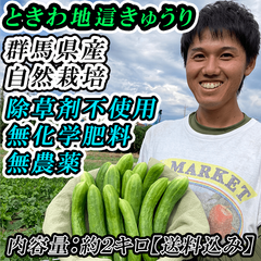 群馬県産【完全自然栽培】「ときわ地這（じばい）きゅうり」約2キロ。水分補給や代謝を良くしてくれ、暑い夏には欠かせない栄養素がたっぷり詰まっています！