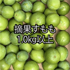 貴陽　摘果すもも プラム すもも 加工用 1.0kg以上