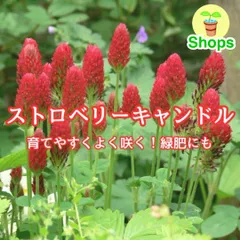 【お花の種】ストロベリーキャンドル 種子 20g！のサムネイル