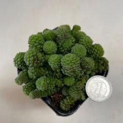 多肉植物　モナンテスポリフエラ　抜き苗　根付き