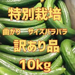 終了間近‼️10キロ弱！大容量でお得！！農家直送美味しいきゅうり！ 10キロ弱！ サイズバラバラ！ 曲がりきゅうり　訳あり　きゅうり　10キロ　10kg　産地直送品