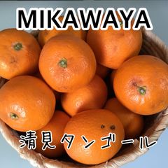 【訳あり品】えひめ県産　清見タンゴール　みきゃん箱入