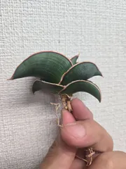 2025年最新】サンスベリア ロリダの人気アイテム - メルカリ